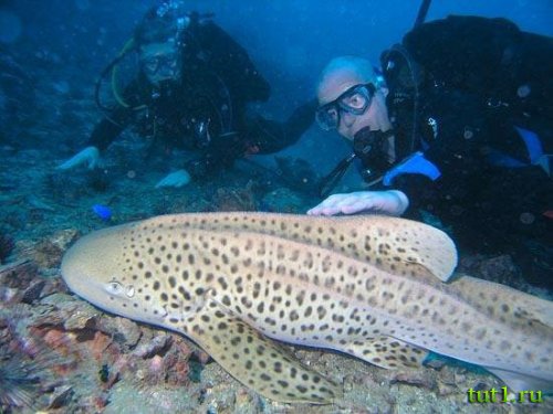 Андаманские острова