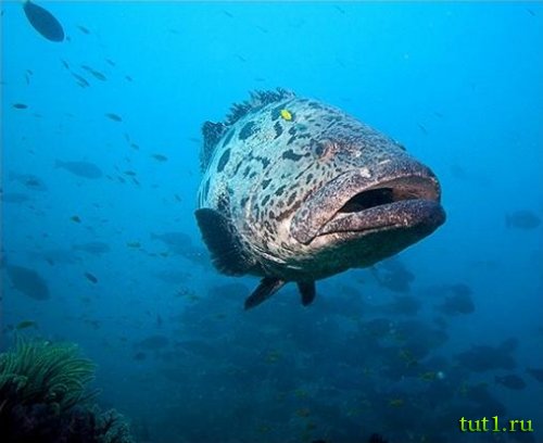 Андаманские острова