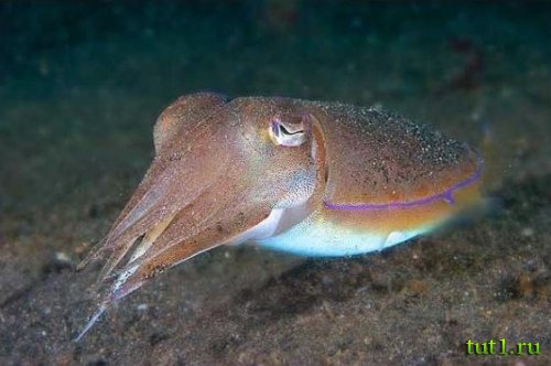 Андаманские острова