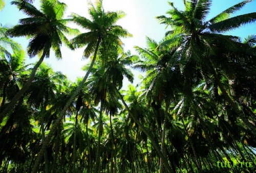 Остров Дерош