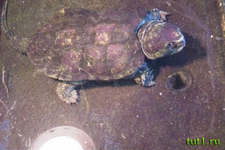 Слоновая черепаха