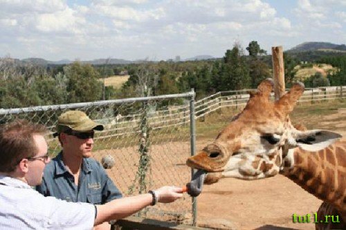 Зоопарк Канберры