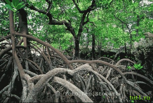 Атолл Альдабра