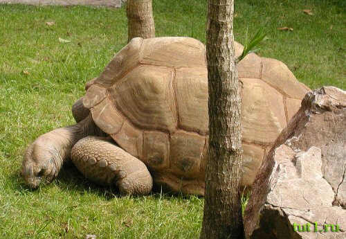 Атолл Альдабра - фото животных