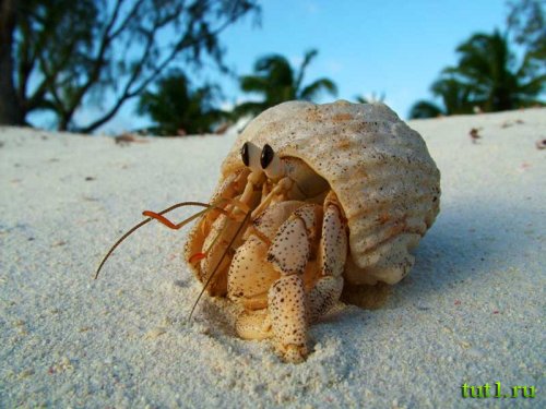 Атолл Альдабра - фото животных