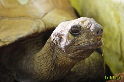 Атолл Альдабра - фото животных