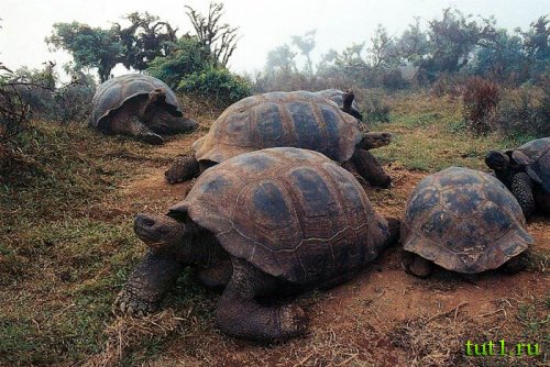 Слоновая черепаха - атолл Альдабра