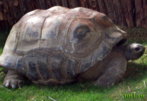 Слоновая черепаха - атолл Альдабра