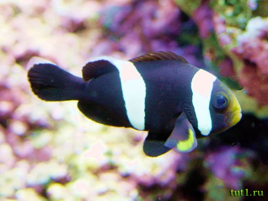 Аквариум в Лионе