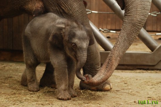 Остравский зоопарк
