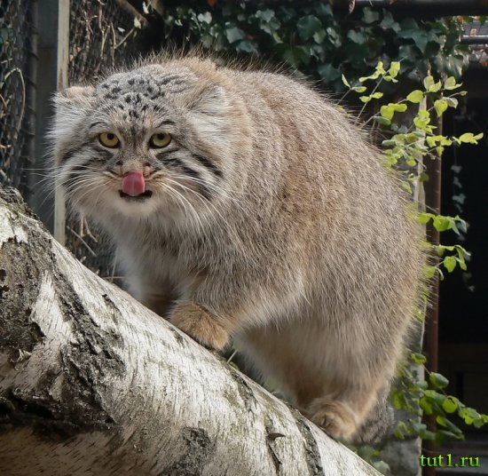 Остравский зоопарк