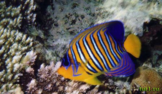 Морской национальный парк Рас-Мухаммед в Шарм-эль-Шейхе