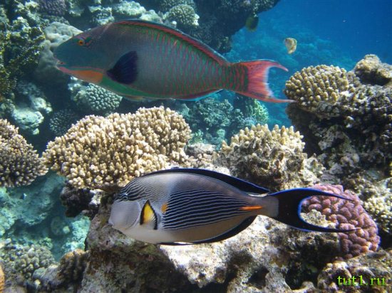 Морской национальный парк Рас-Мухаммед в Шарм-эль-Шейхе