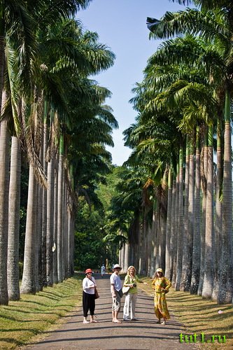 Канди - Королевский ботанический сад