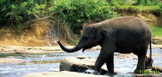 Слоновий питомник - Шри-Ланка