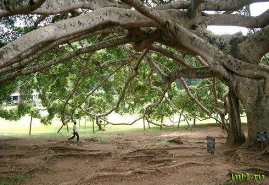 Канди - Королевский ботанический сад