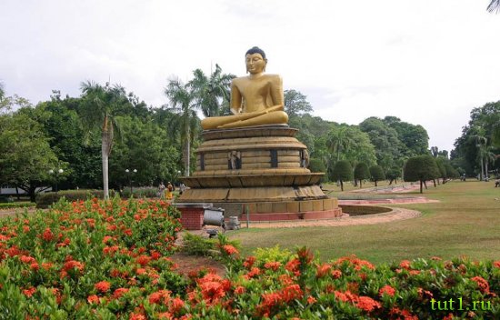 Коломбо - Коричные сады