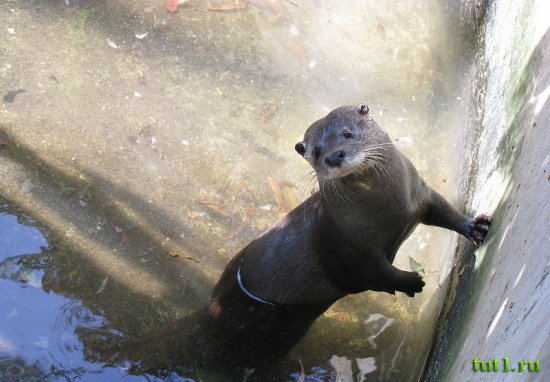 Коломбо - зоопарк