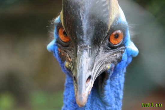 Коломбо - зоопарк