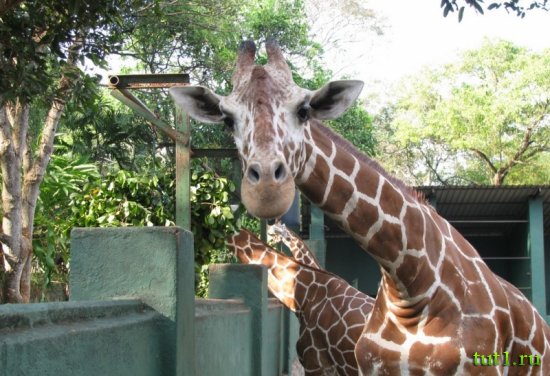 Коломбо - зоопарк