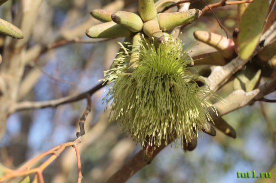 Eucalyptus lehmannii