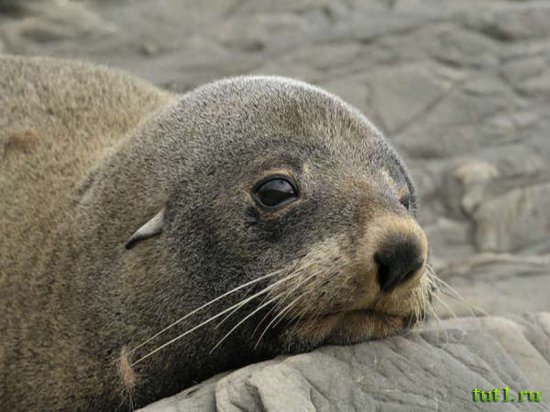 Новозеландский морской котик