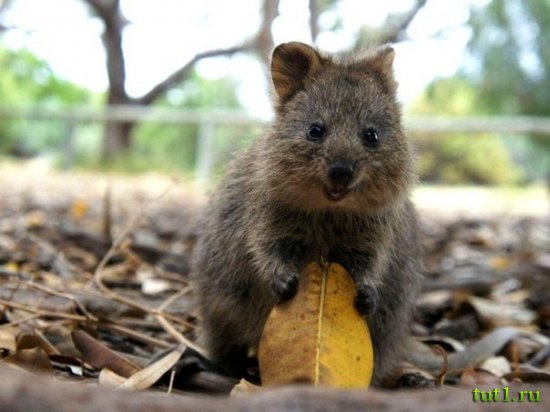 Кенгуру квокка