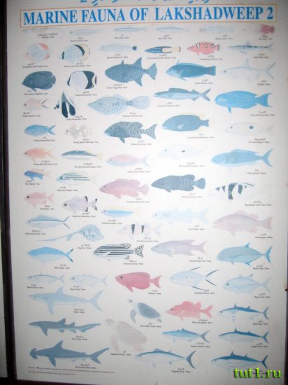 Лаккадивские острова