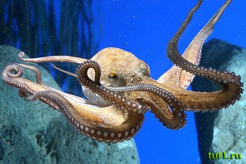 Аквариум Басрелоны