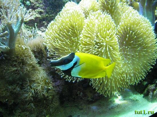 Аквариум Басрелоны