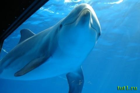 Аквариум Басрелоны