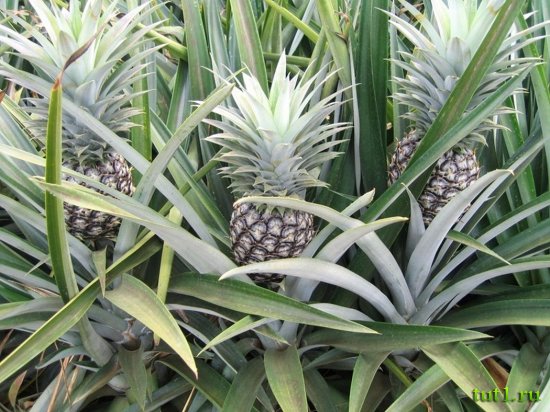 Гоа - плантация специй