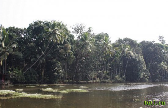 Гоа - плантация специй