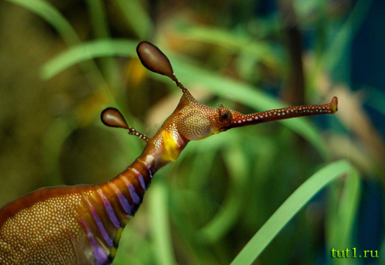 Аквариум Басрелоны