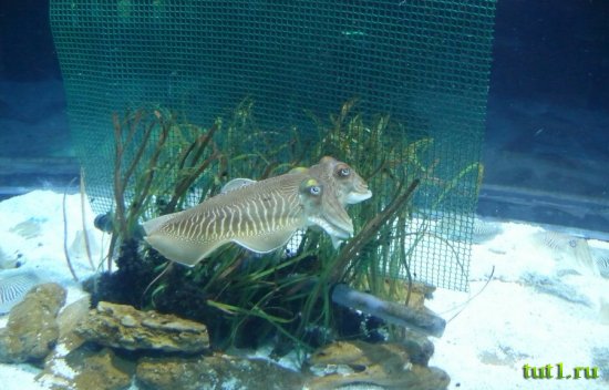 Аквариум Басрелоны