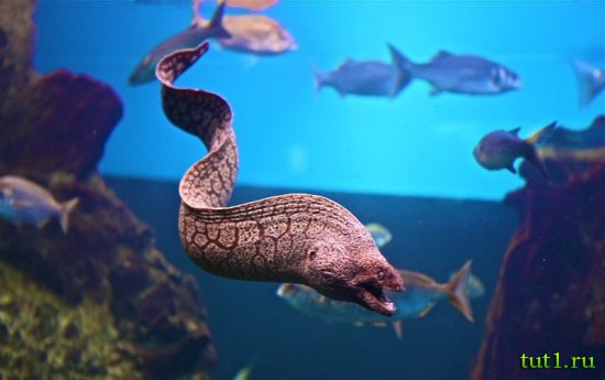 Аквариум Басрелоны