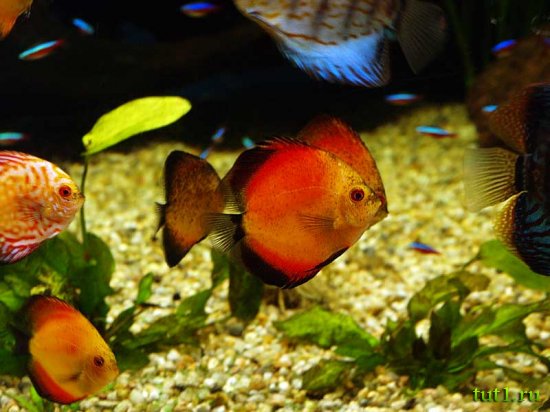 Аквариум Басрелоны