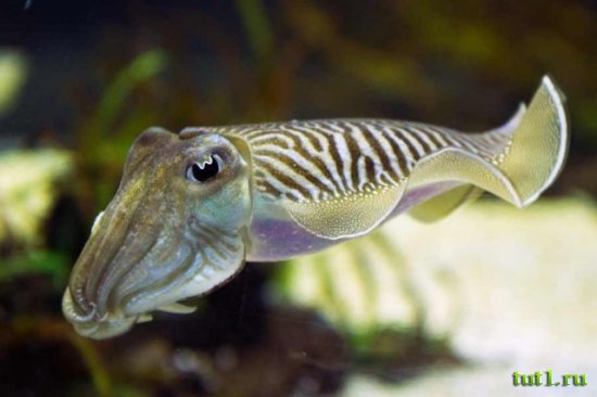 Аквариум Басрелоны