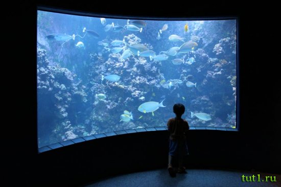 Аквариум Басрелоны