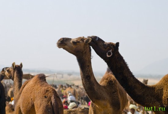 Пушкар - ярмарка верблюдов