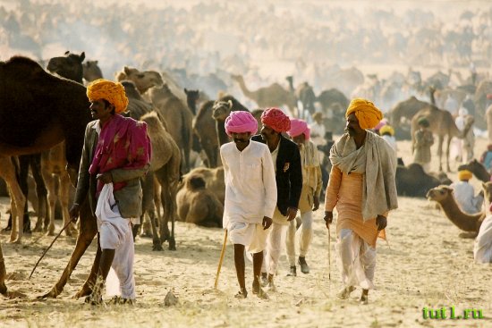 Пушкар - ярмарка верблюдов