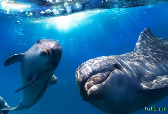 Остров Бангарам - подводный мир