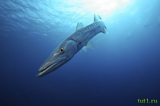 Остров Бангарам - подводный мир