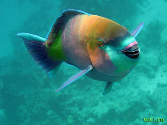 Остров Бангарам - подводный мир