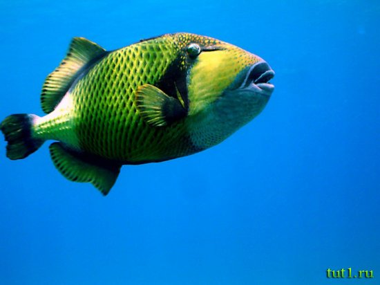 Остров Бангарам - подводный мир