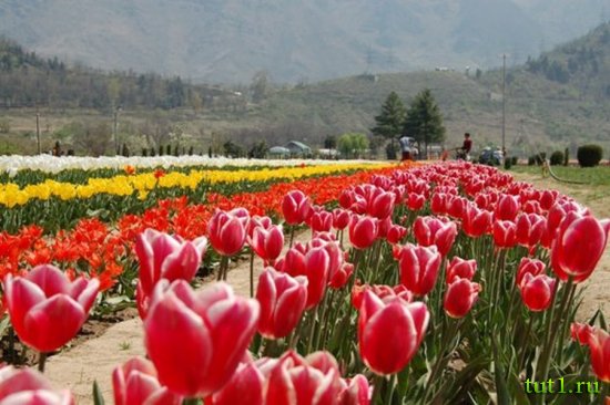 Сринагар - сад тюльпанов