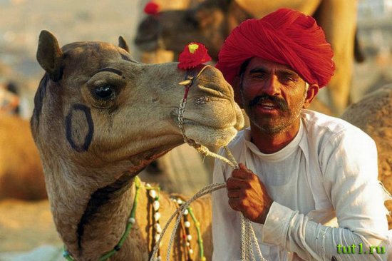 Пушкар - ярмарка верблюдов