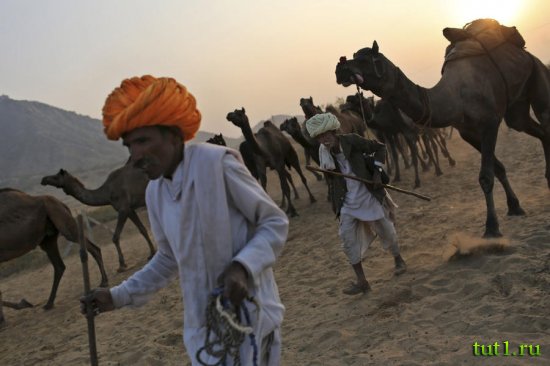 Пушкар - ярмарка верблюдов