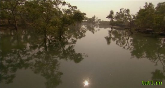 Сундарбан - мангровые леса