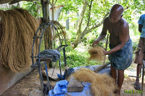 Керала - кокос